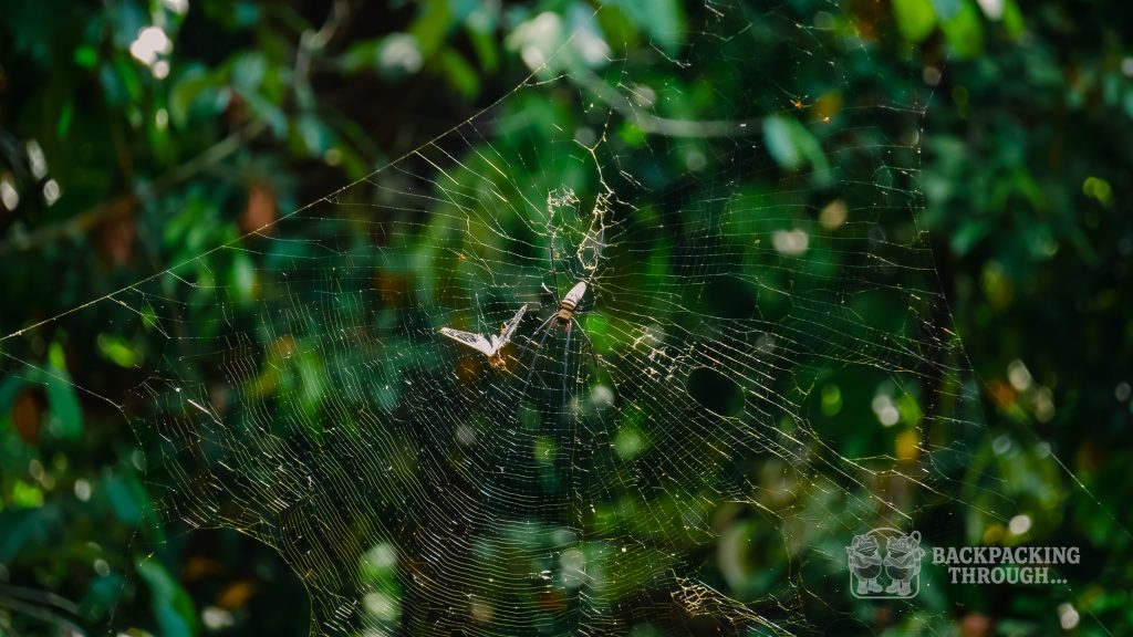Arañas en el bosque en el voluntariado en Tailandia en Oasis Garden