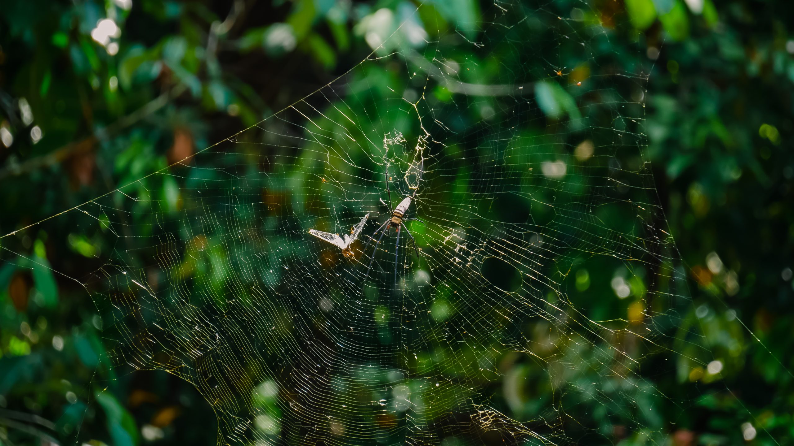 Arañas en el bosque en el voluntariado en Tailandia en Oasis Garden