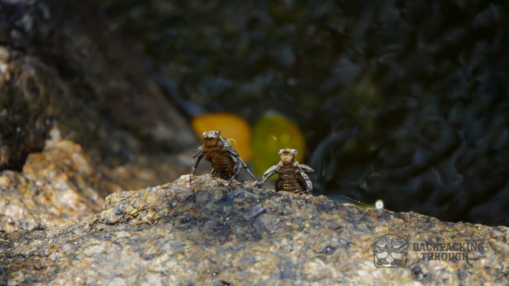 Insectos en el Oasis Garden