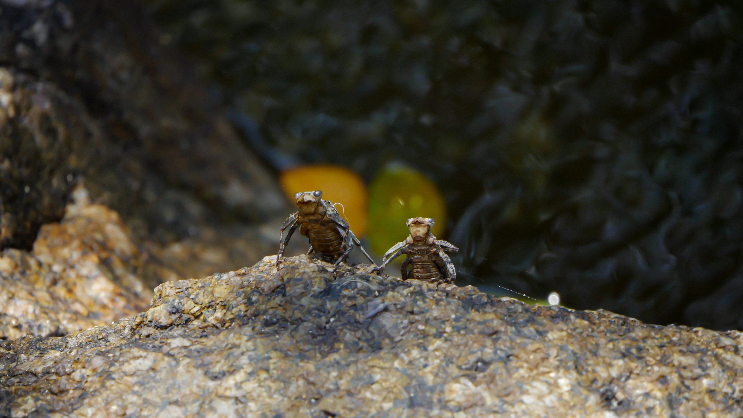 Insectos en el Oasis Garden