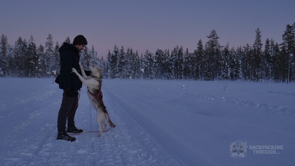 Perro de trineo en la nieve