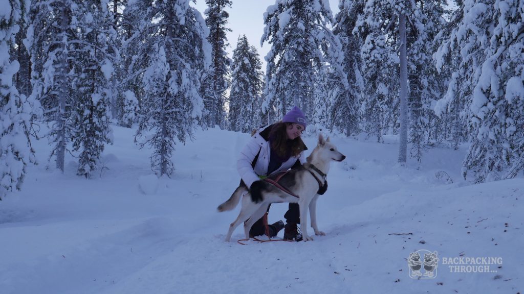 Perro de trineo en Laponia