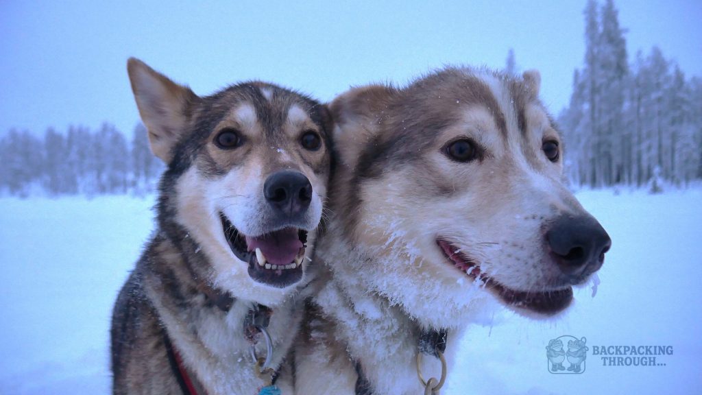 perros de trineo en el frío de Laponia