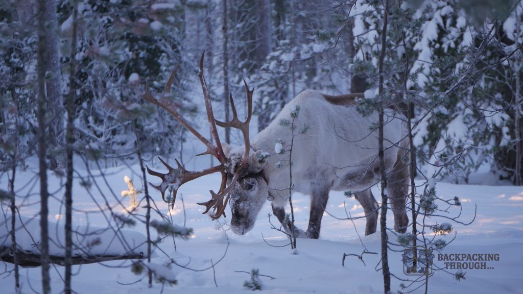 Reno en el frío de Laponia